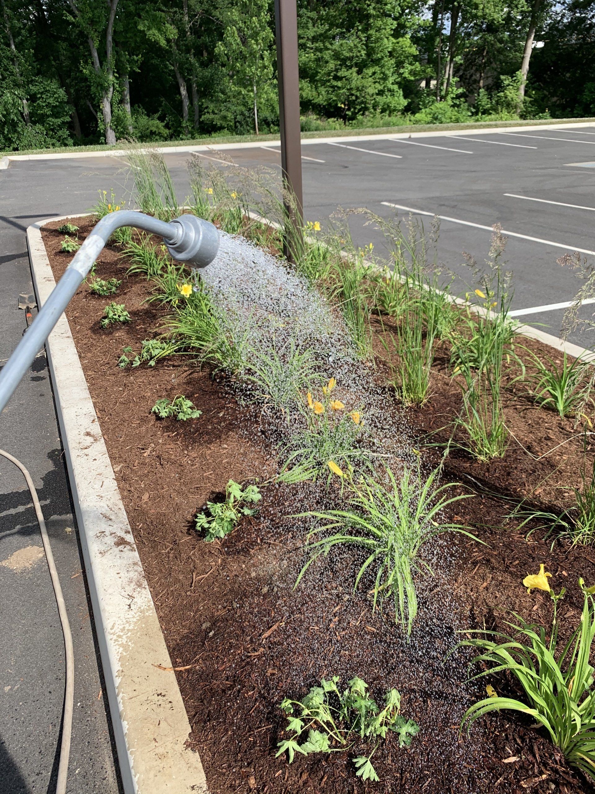 Commercial Landscape Management Services