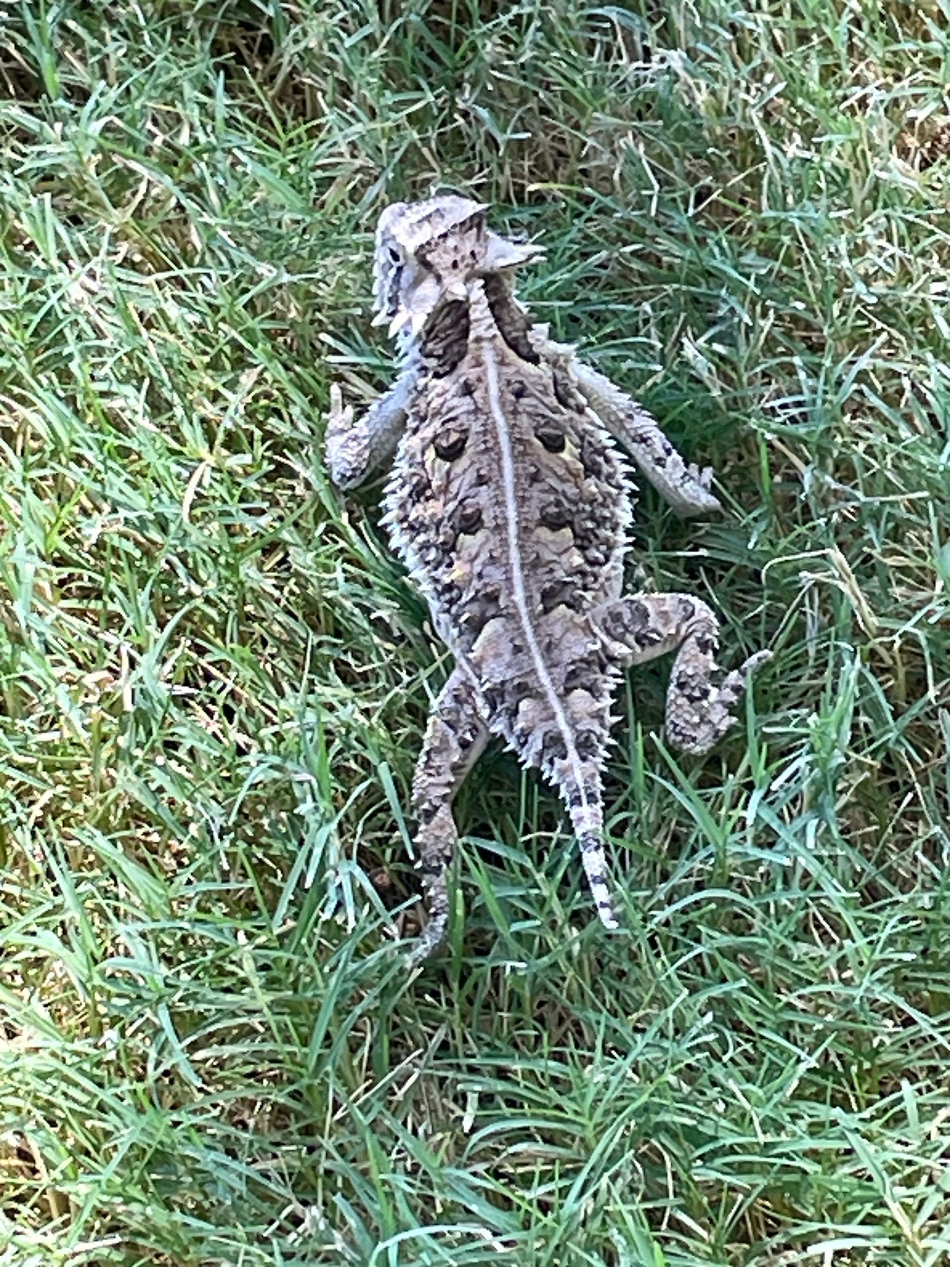 Toad camouflaged in grass, viewed from above