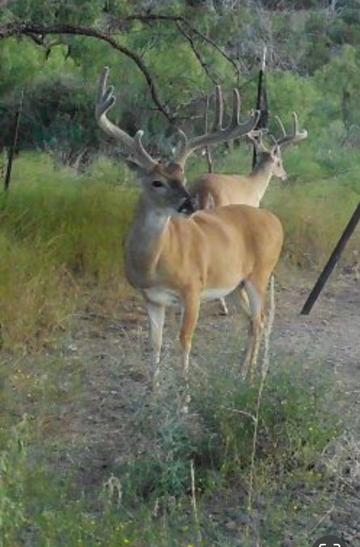 Two deer with large antlers standing in a grassy outdoor area near trees