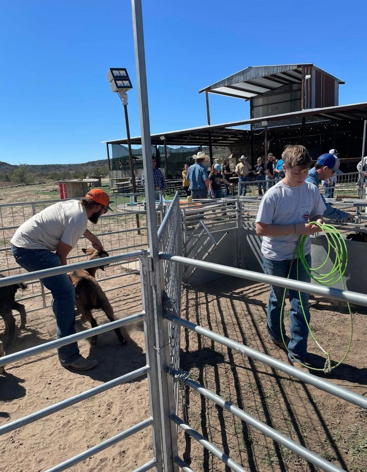 Workers handling cattle pens at a sunny ranch, with one man coiling a green rope near a gate.