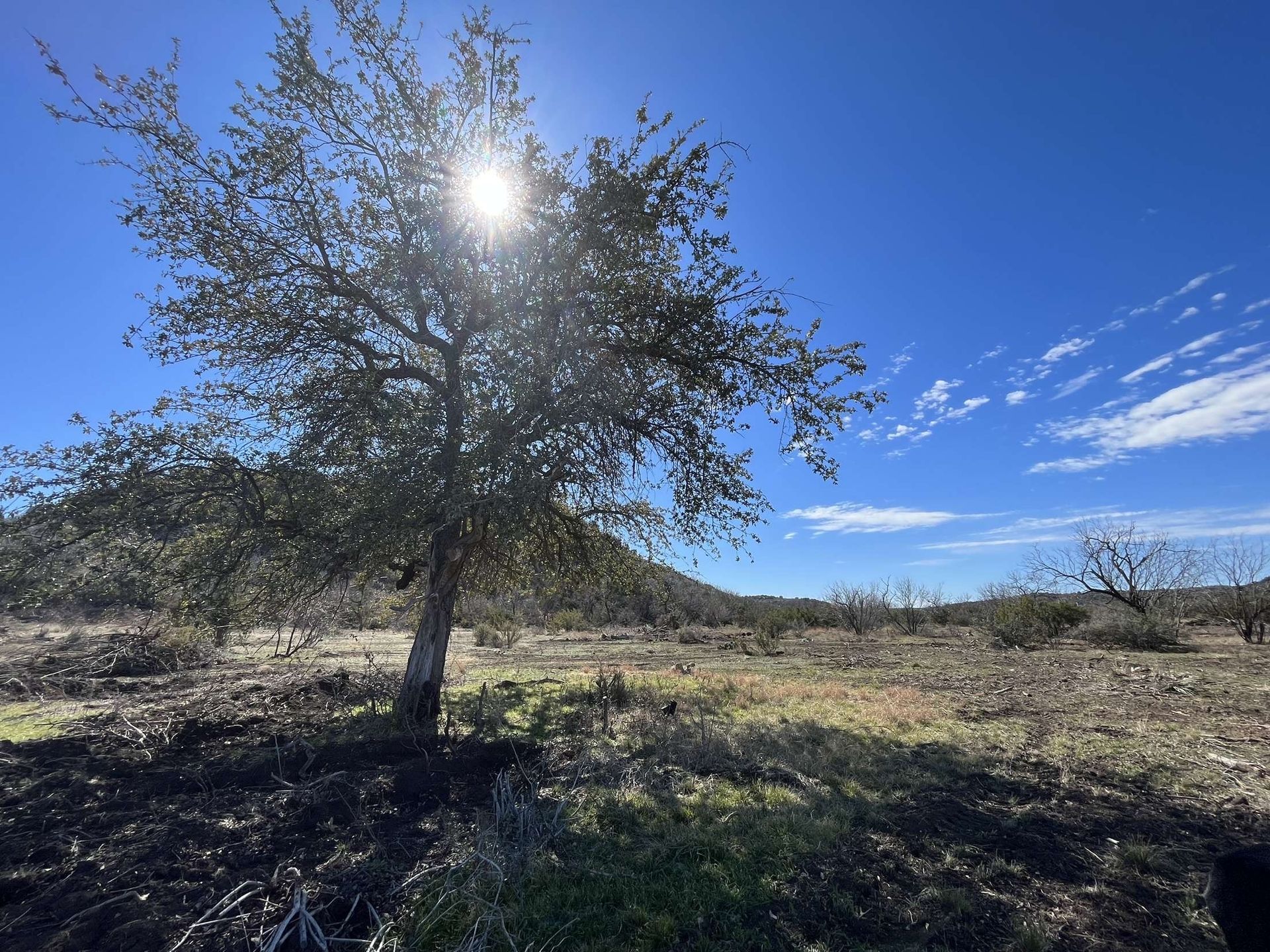 Sunlit tree in a dry field under a bright blue sky with hills in the distance