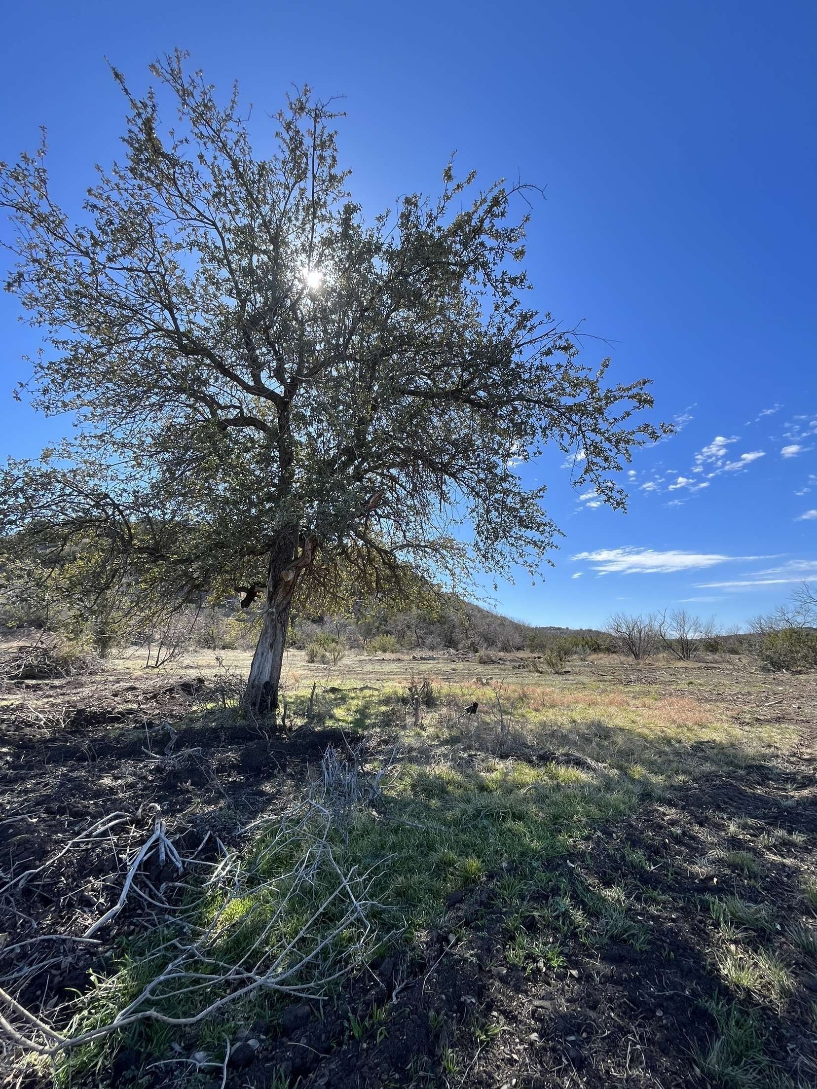 Sunlit tree in a dry grassy field under a clear blue sky