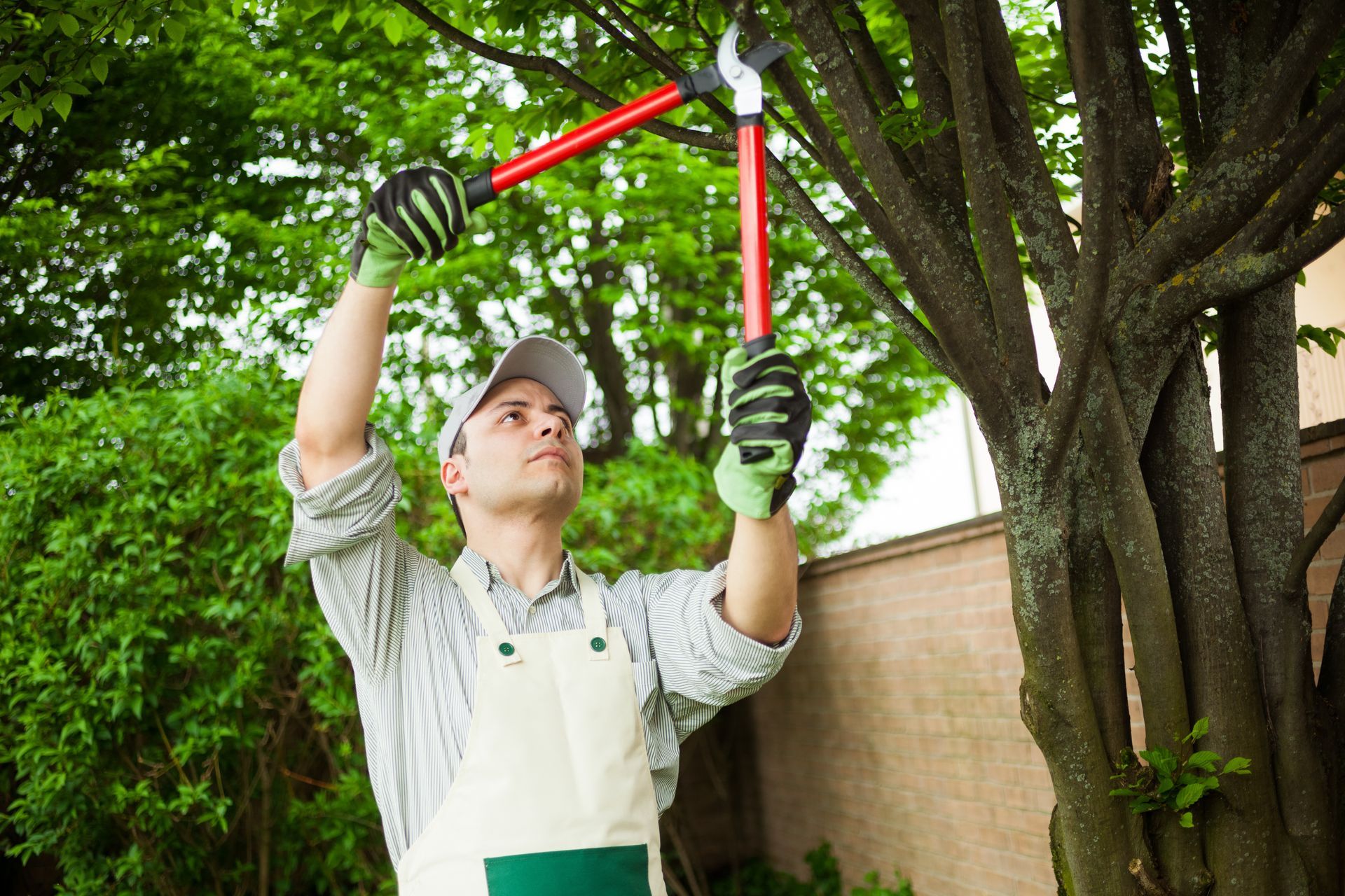 Gardener pruning a tree with red loppers in a leafy yard