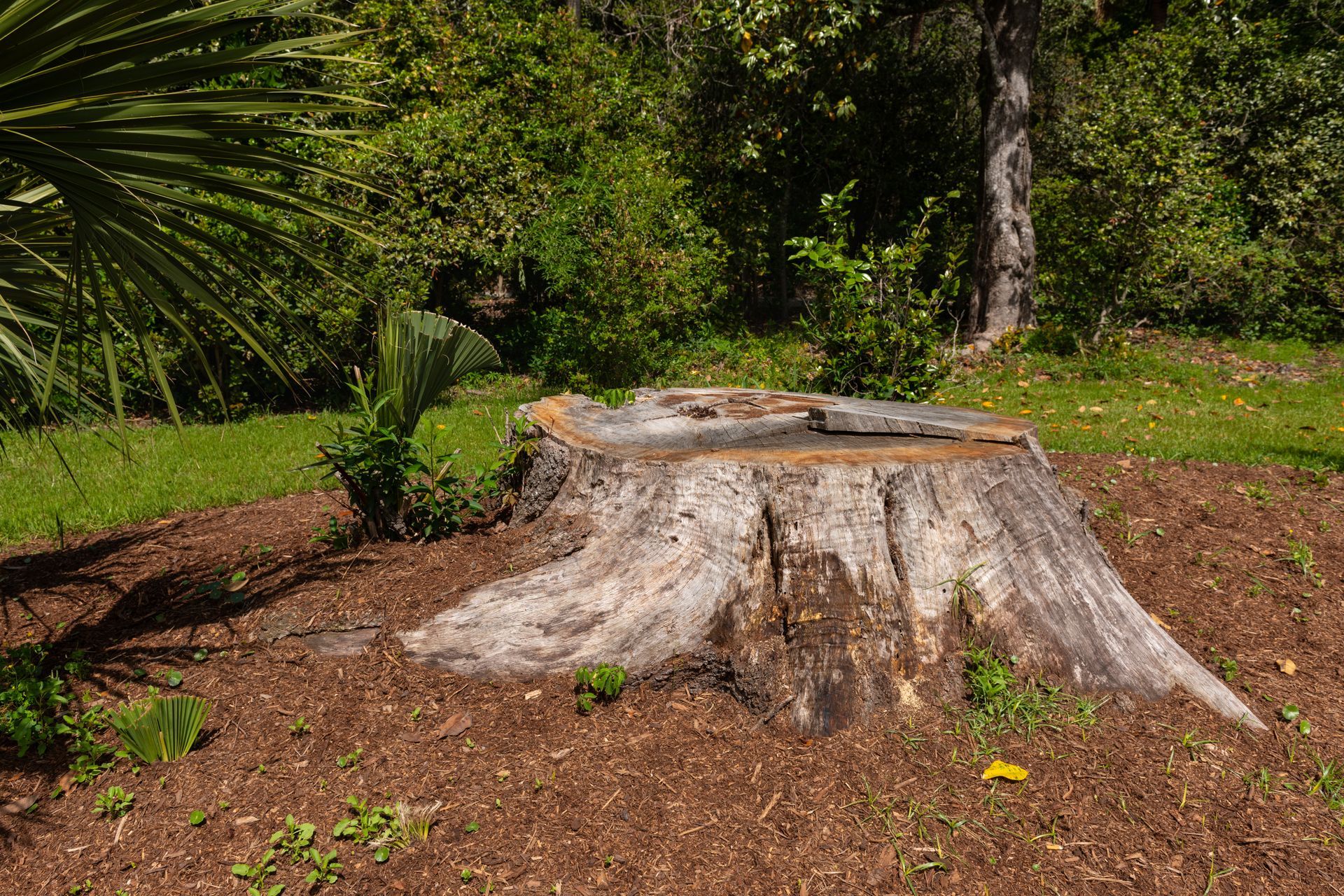 Large weathered tree stump in a wooded garden with mulch and greenery around it
