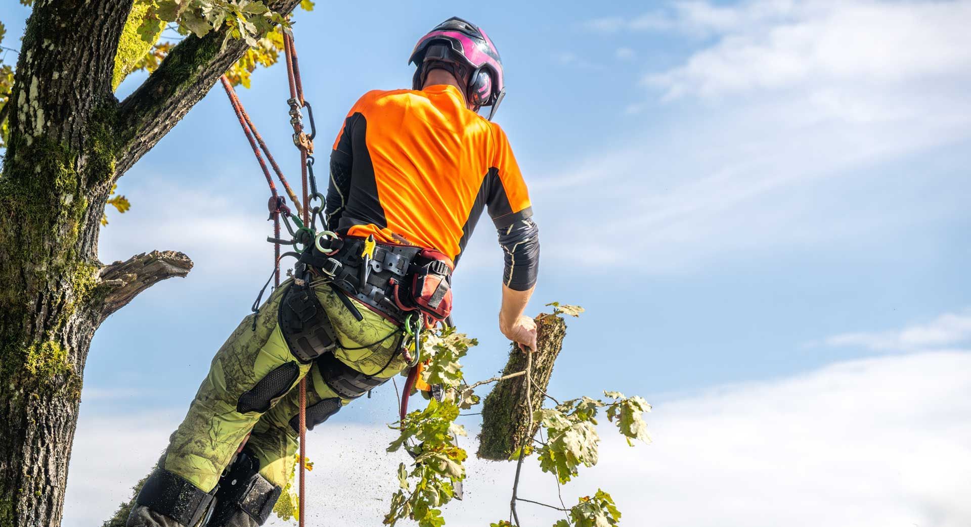 A man is cutting a tree with a chainsaw.