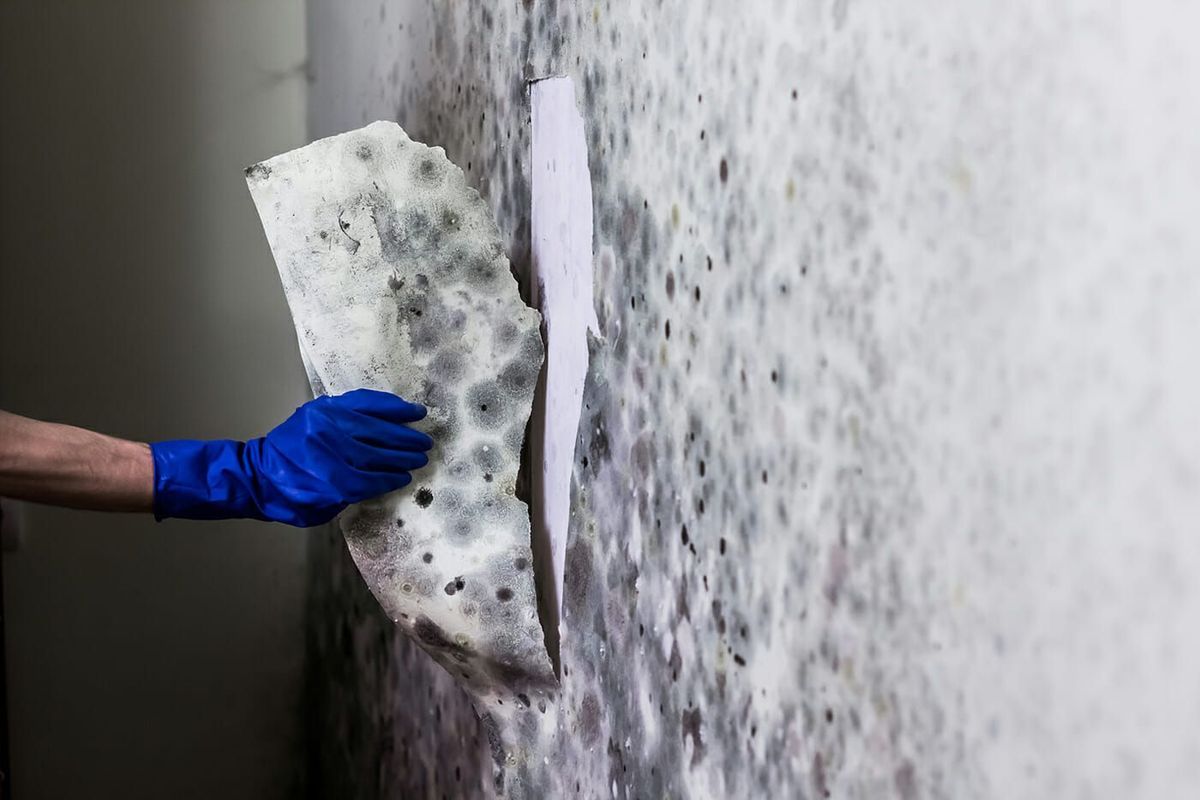 Mold Inspection Hudson & Bergen County, NJ