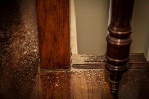 Termite Inspections Hudson & Bergen County, NJ