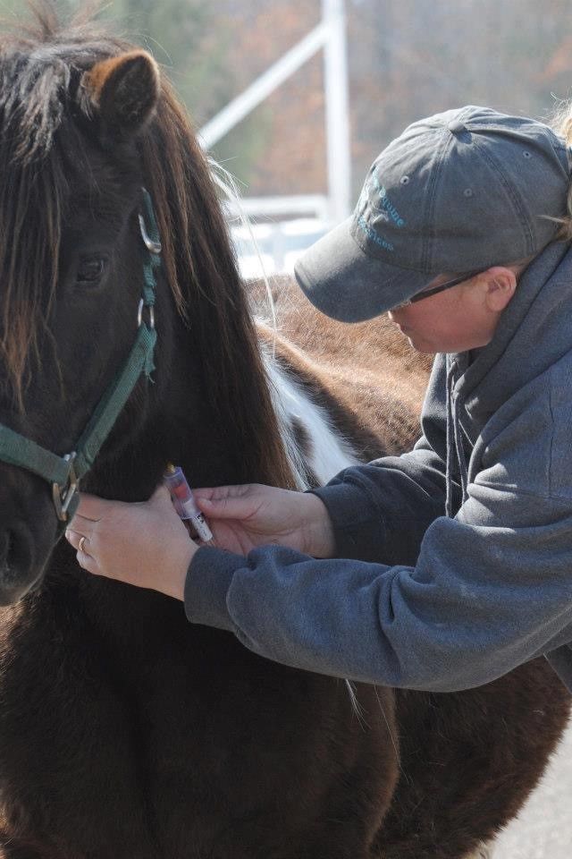 High-Quality Equine Veterinary Services | Mora, MN