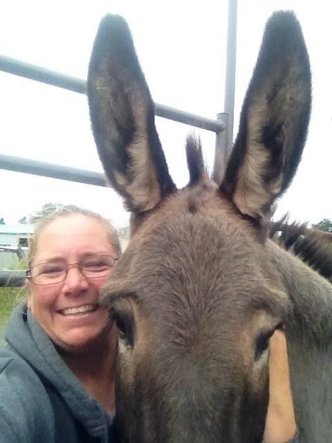 Face Of A Horse — Mora, MN — Country Care Equine Veterinary Services, P.A. Face Of A Horse — Mora, MN — Country Care Equine Veterinary Services, P.A.