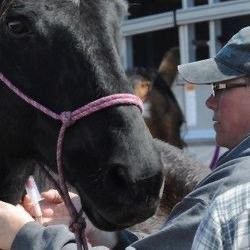 Woman Smiling While Holding A Foal — Mora, MN — Country Care Equine Veterinary Services, P.A. Woman Smiling While Holding A Foal — Mora, MN — Country Care Equine Veterinary Services, P.A.