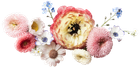 A bunch of different types of flowers on a white background. A bunch of different types of flowers on a white background.