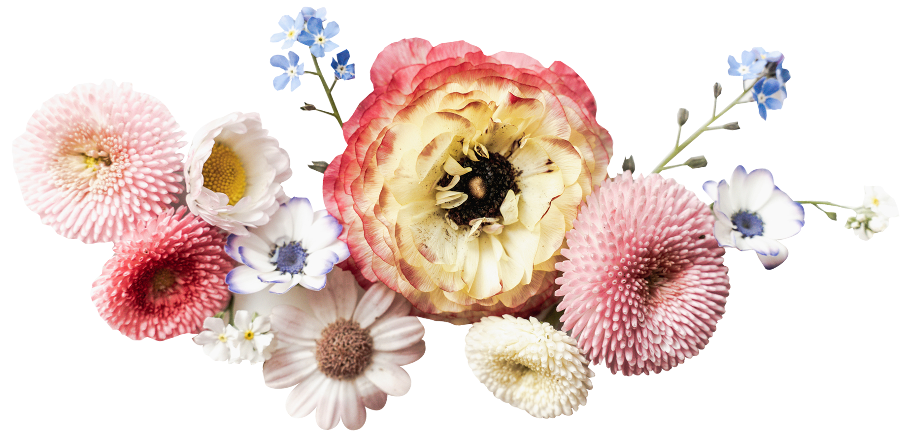 A bunch of different types of flowers on a white background.