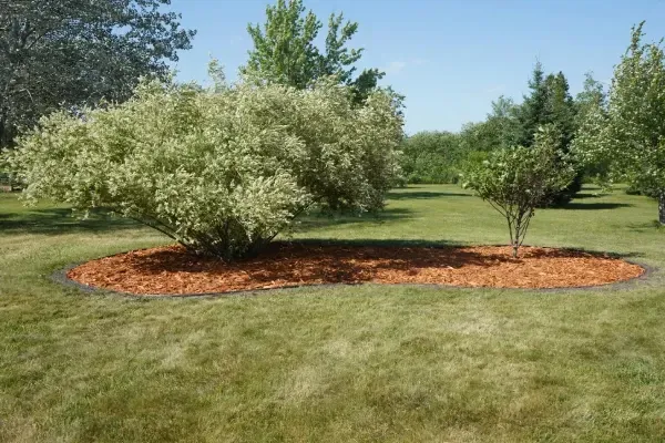 Mulch and ground cover work in MN