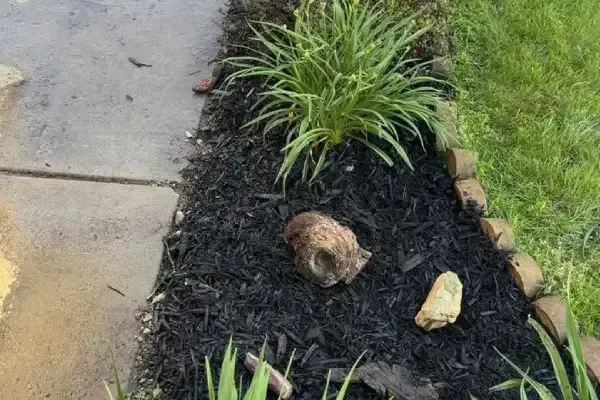 andscapers in plymouth mn
