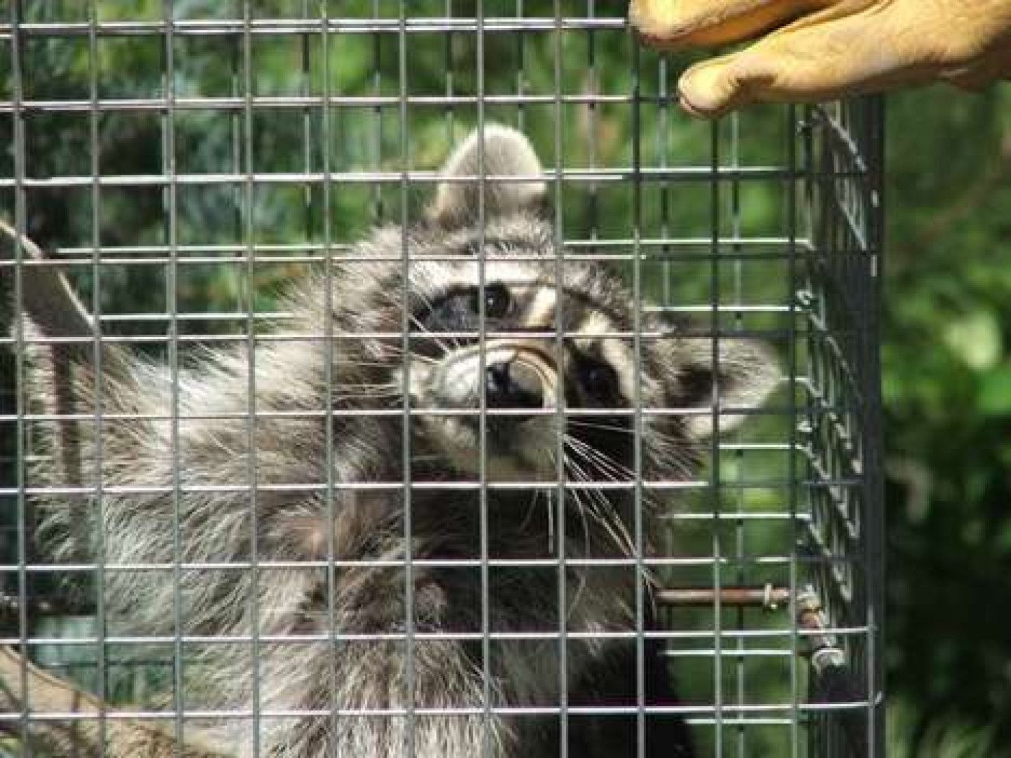 A raccoon caught in a trap - humane nuisance and pest control in Kingston, NY by Nuisance and Pest Control by Dave.
