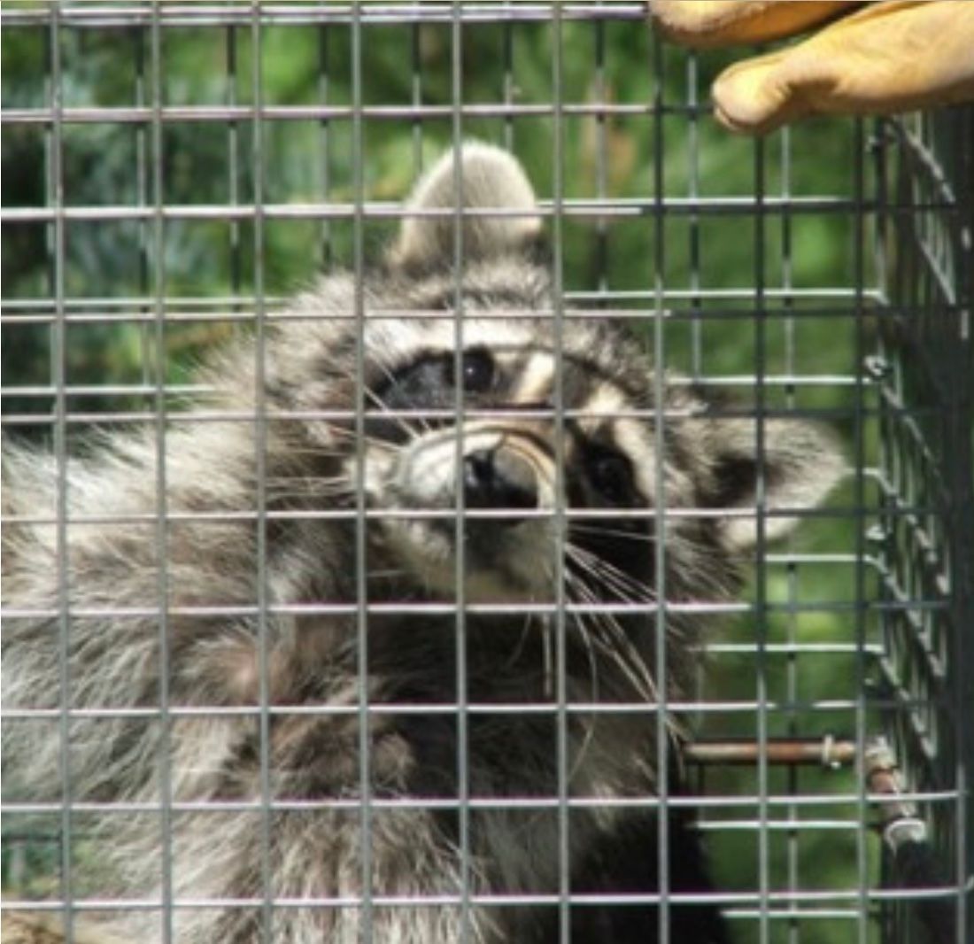 A raccoon caught in a trap - humane nuisance and pest control in Kingston, NY by Nuisance and Pest Control by Dave.