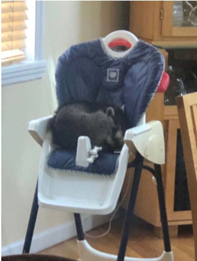 A wombat in a highchair needing nuisance control services in Ellenville, NY by Nuisance and Pest Control by Dave.