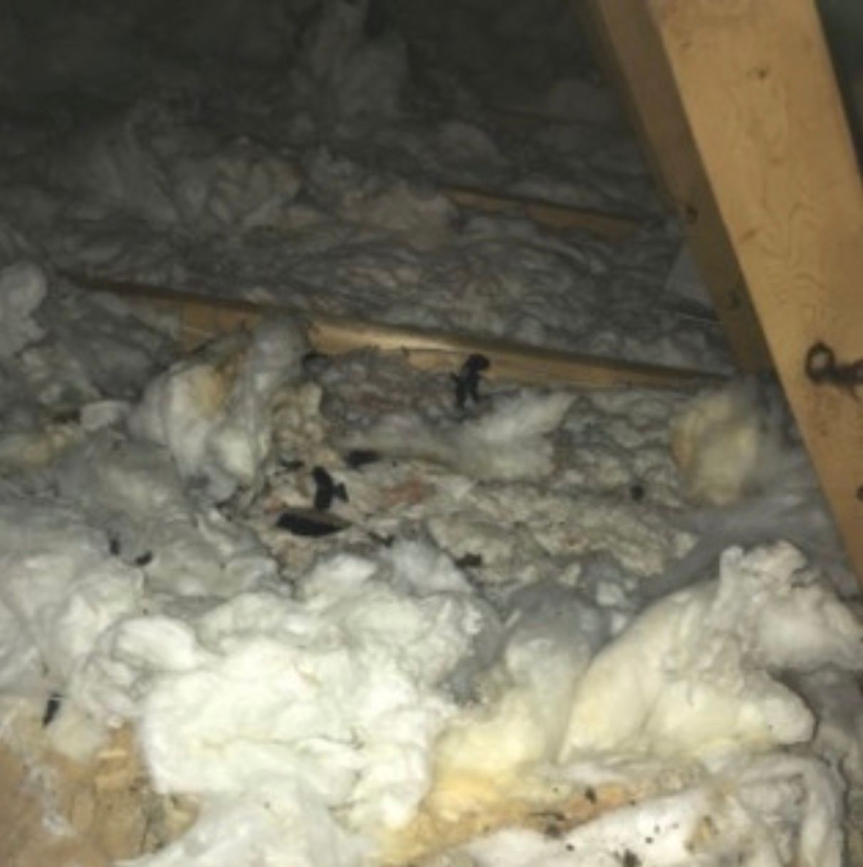 Raccoon poop in attic insulation in Woodridge, NY - will be cleaned and sanitized by Nuisance and Pest Control by Dave.