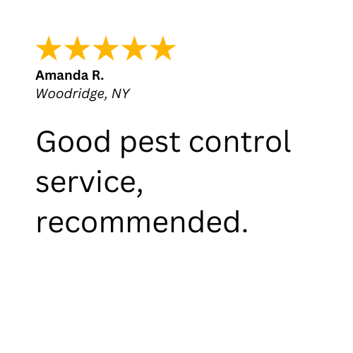 A 5-Star review about a quality pest control service in Woodridge, NY by Nuisance and Pest Control by Dave. 
