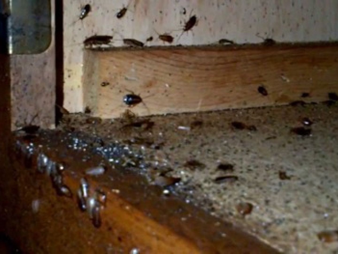 For roach removal in Kingston, NY that lasts - call Nuisance and Pest Control by Dave.