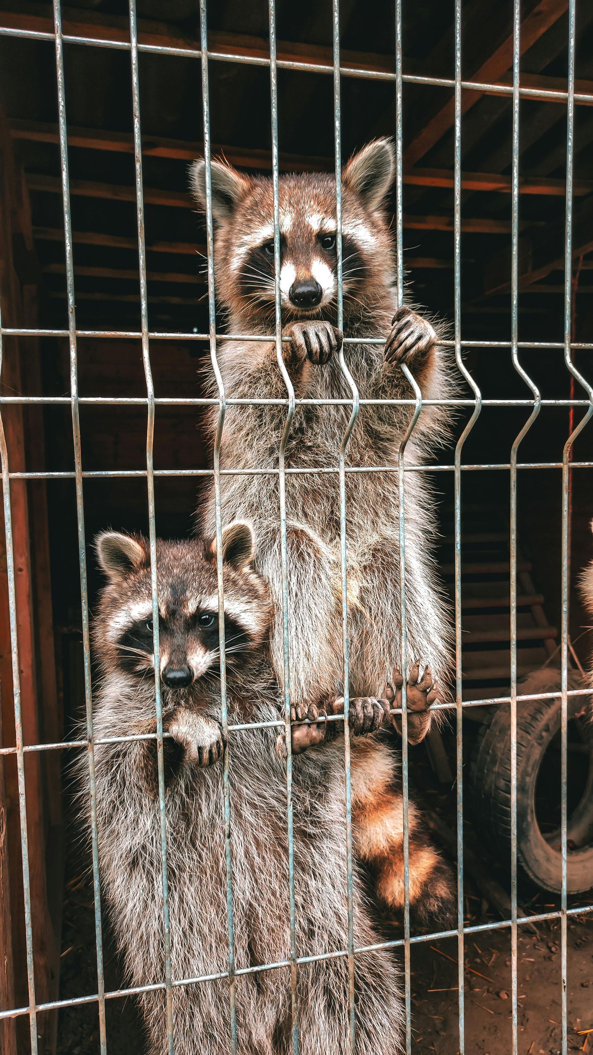 Two raccoons caught in a trap - humane nuisance and pest control in Kingston, NY by Nuisance and Pest Control by Dave.