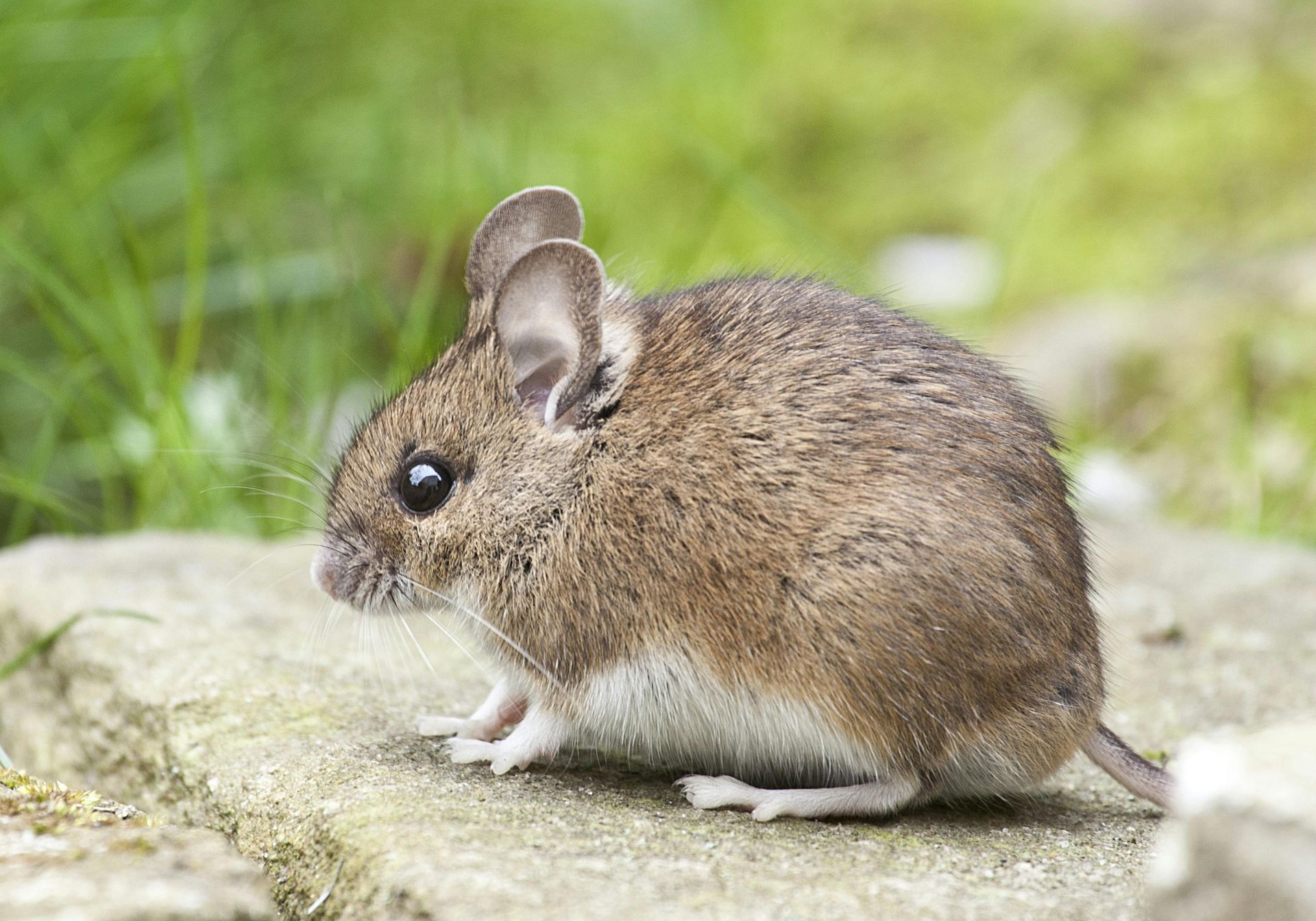 An upclose image of a field mouse - Expert field mouse removal services in Kingston, NY by Nuisance and Pest Control by Dave.