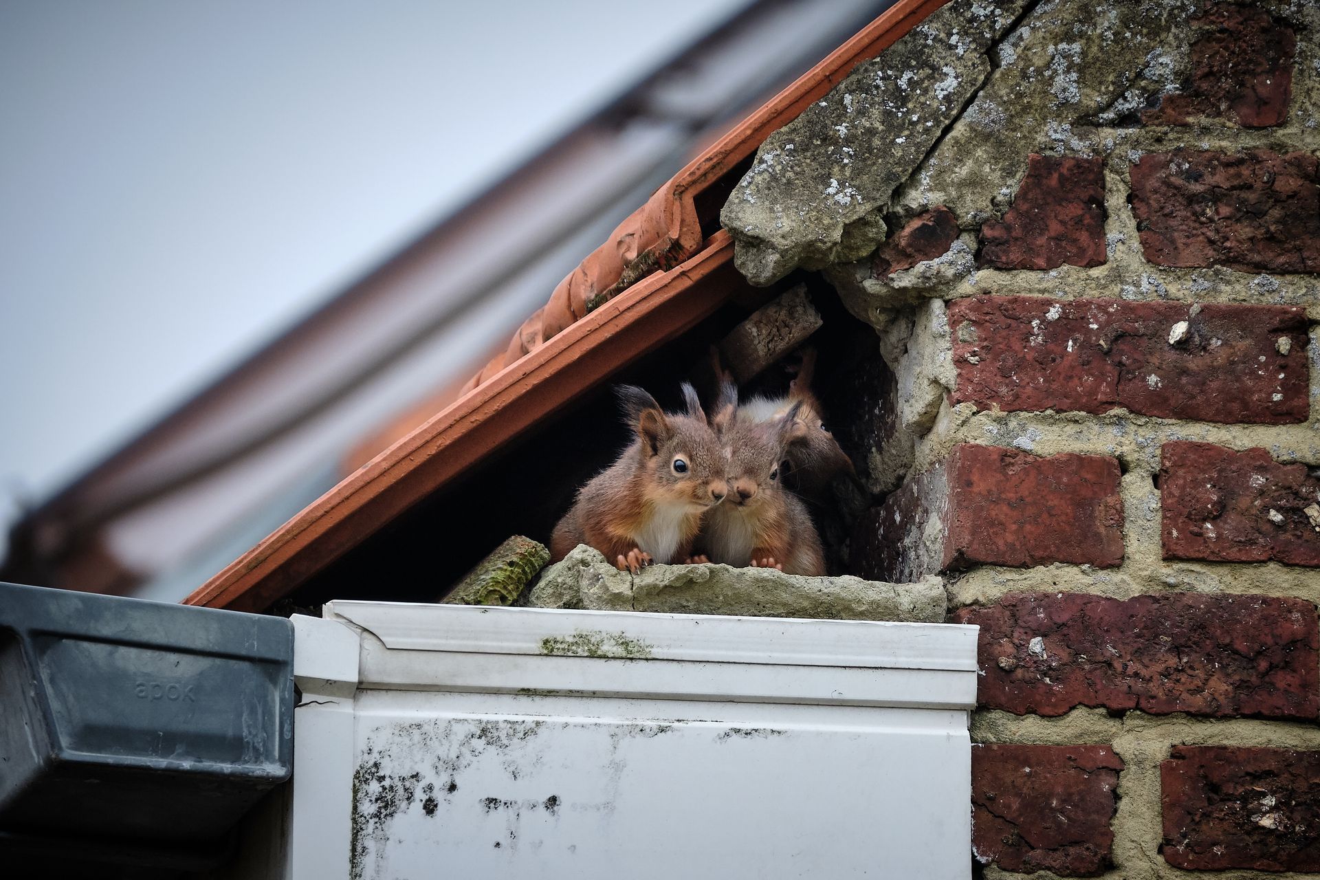 A pack of squirrels in a roof needing nuisance control services in Woodridge, NY by Nuisance and Pest Control by Dave.