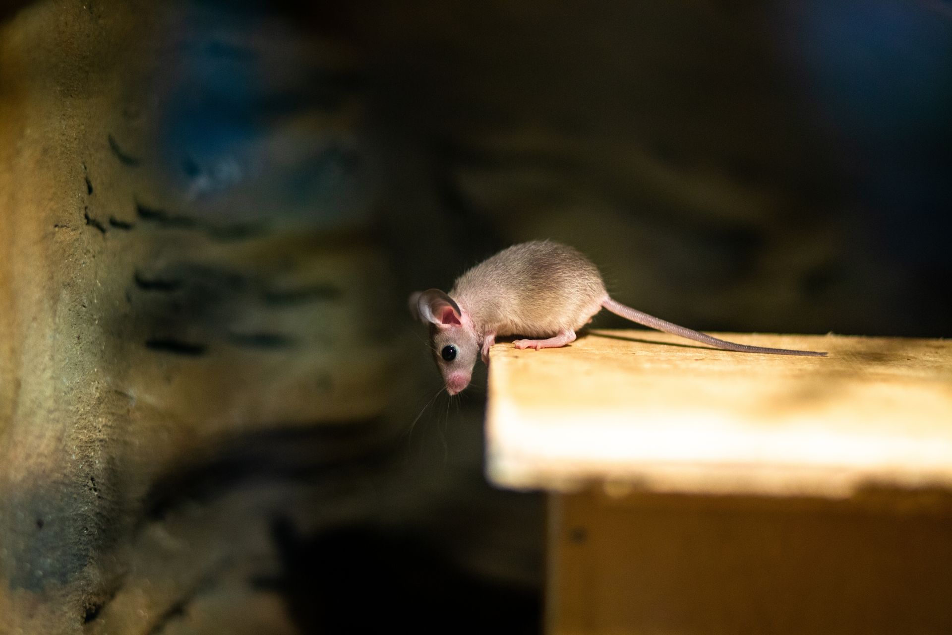 For expert pest control services in Woodridge, NY, call Nuisance and Pest Control by Dave!