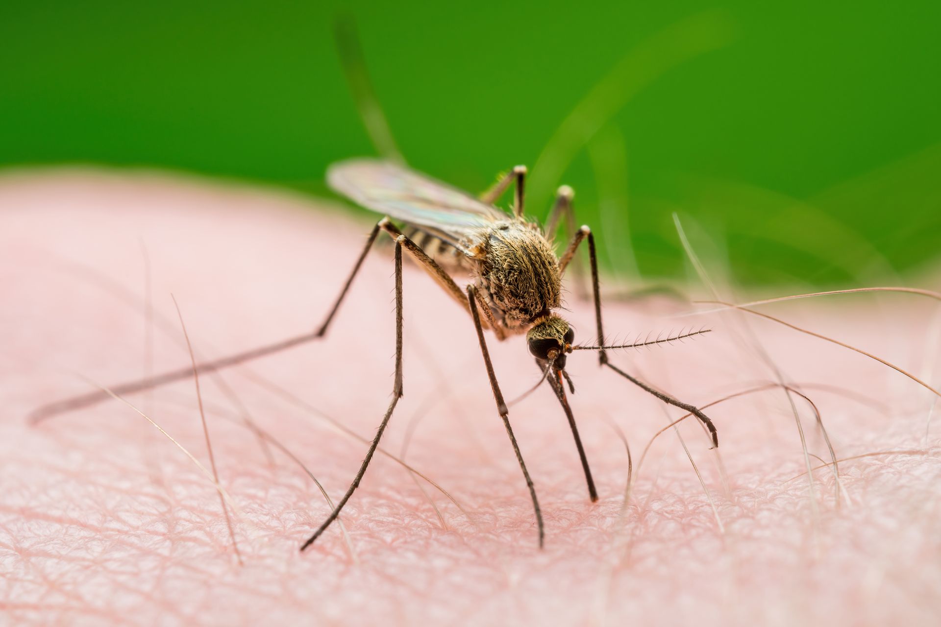 An upclose image of a mosquito - Expert mosquito removal services in Kingston, NY by Nuisance and Pest Control by Dave.