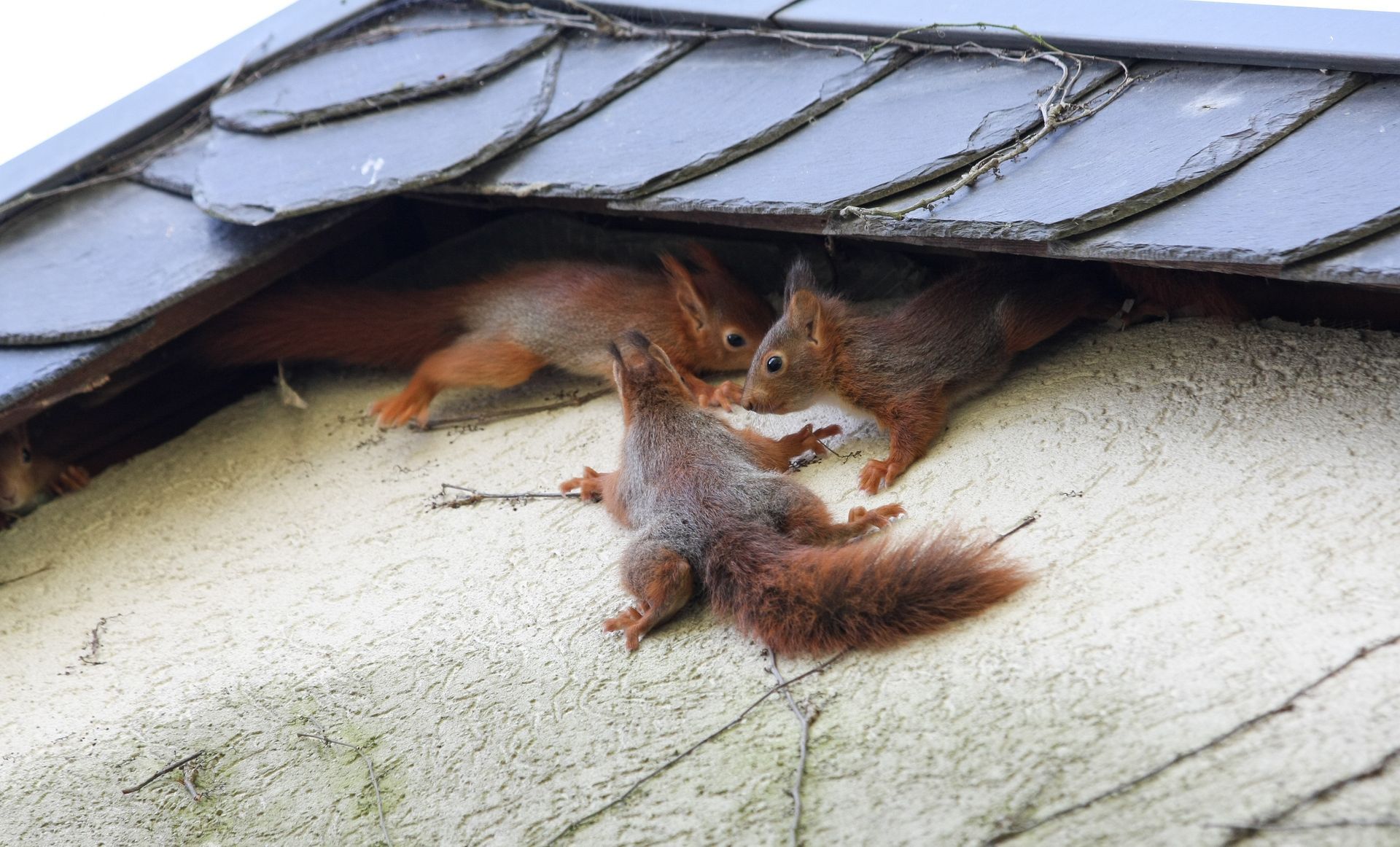 A pack of squirrels in a roof needing nuisance control services in Woodridge, NY by Nuisance and Pest Control by Dave.