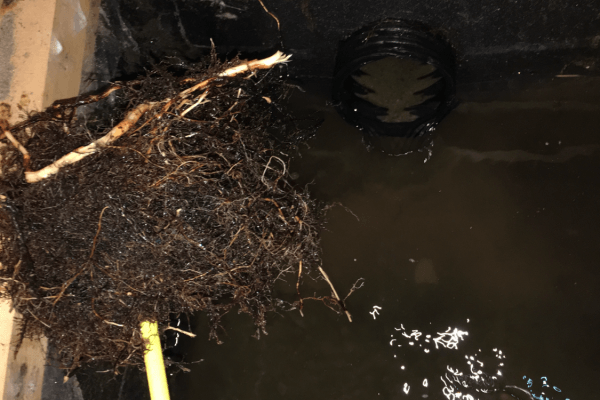 Racines obstruant un tuyau de drainage noir dans une zone sombre et inondée.
