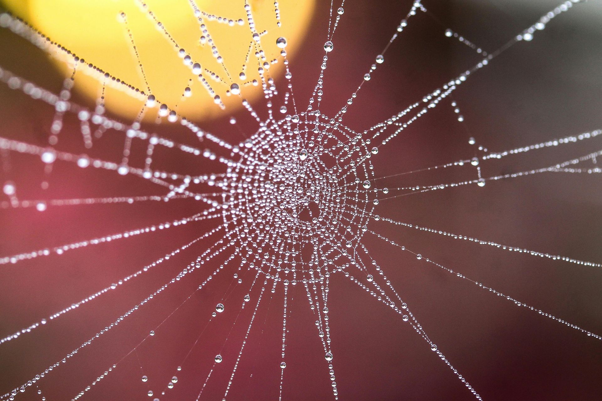 Spinnenweb bedekt met waterdruppels tegen een gele en rode achtergrond.