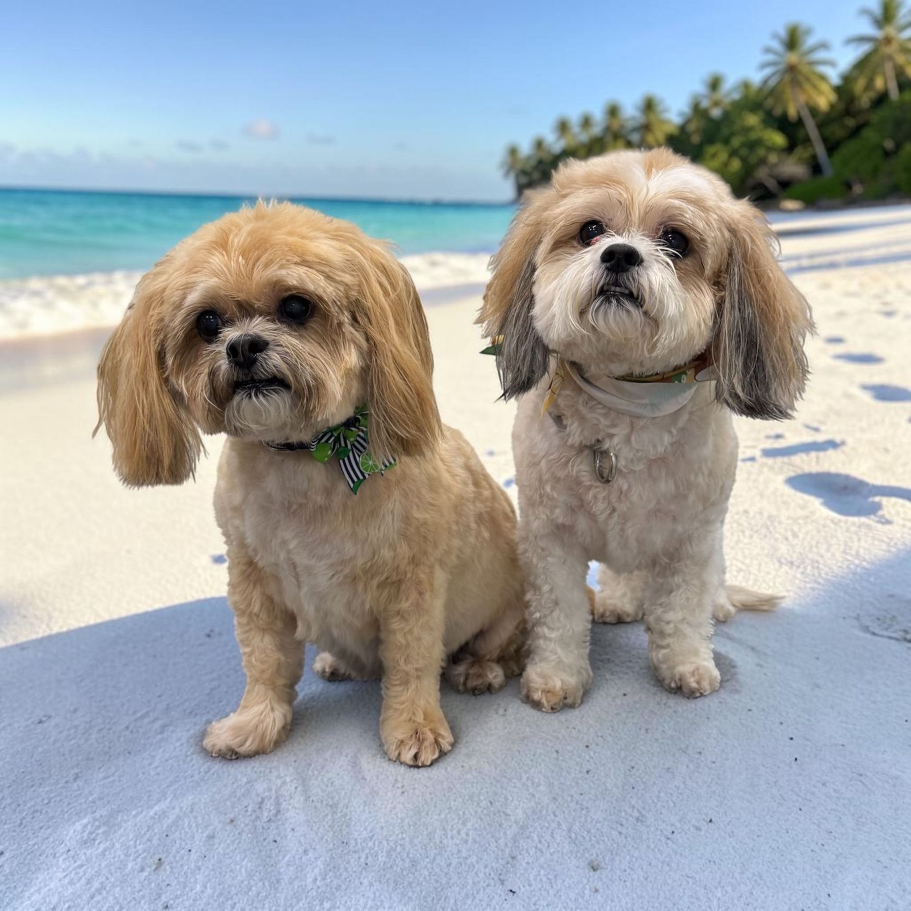 Two dogs are laying next to each other on a white background.