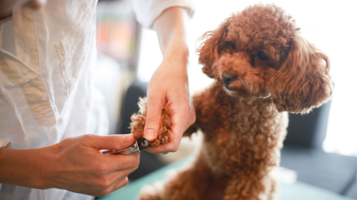 A black and white poodle wearing a pink collar