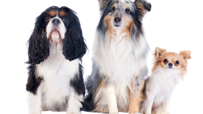 Two dogs are laying next to each other on a white background.