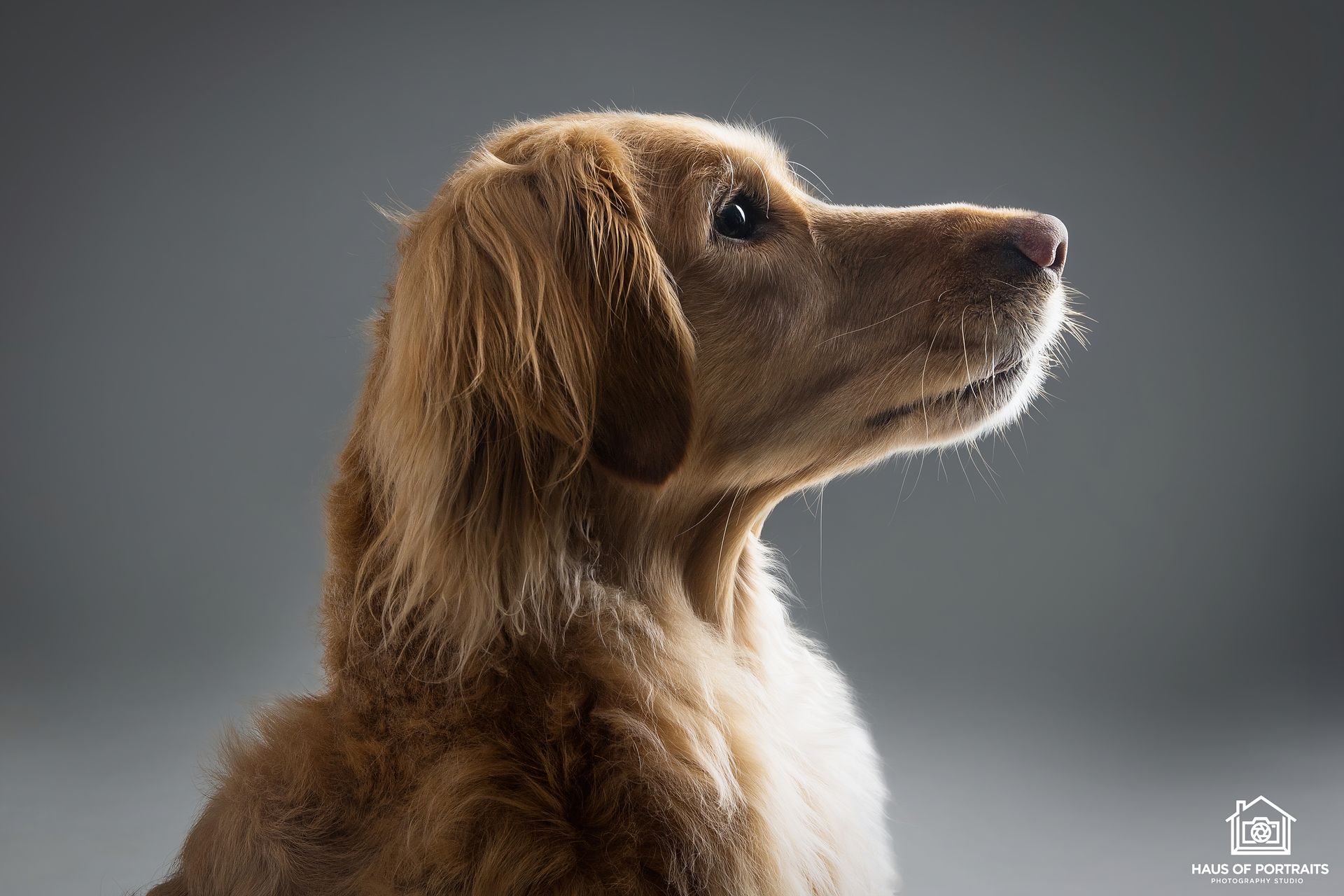 Brown long-haired dog in profile, looking upward against a gray background
