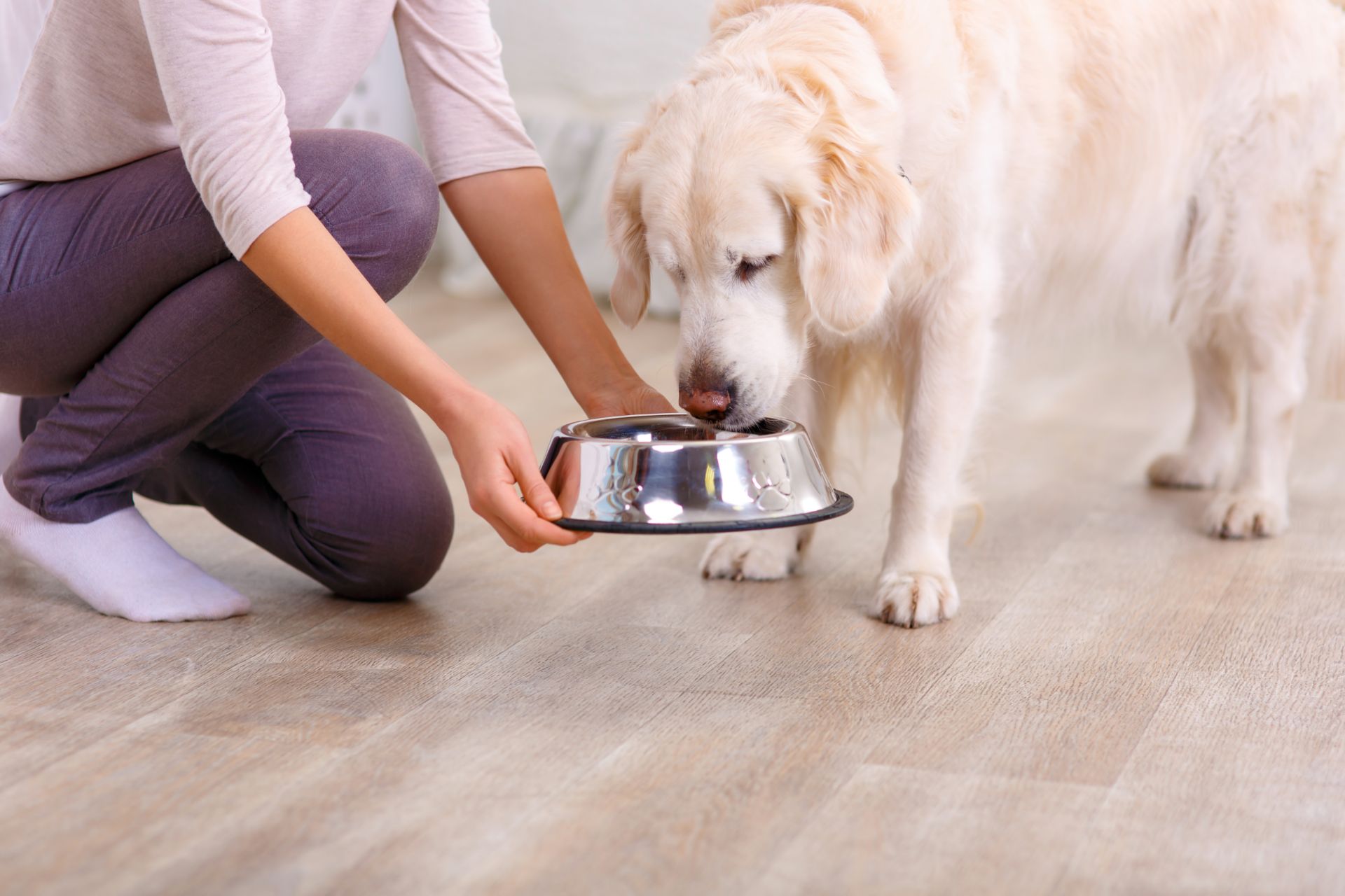 feeding a dog