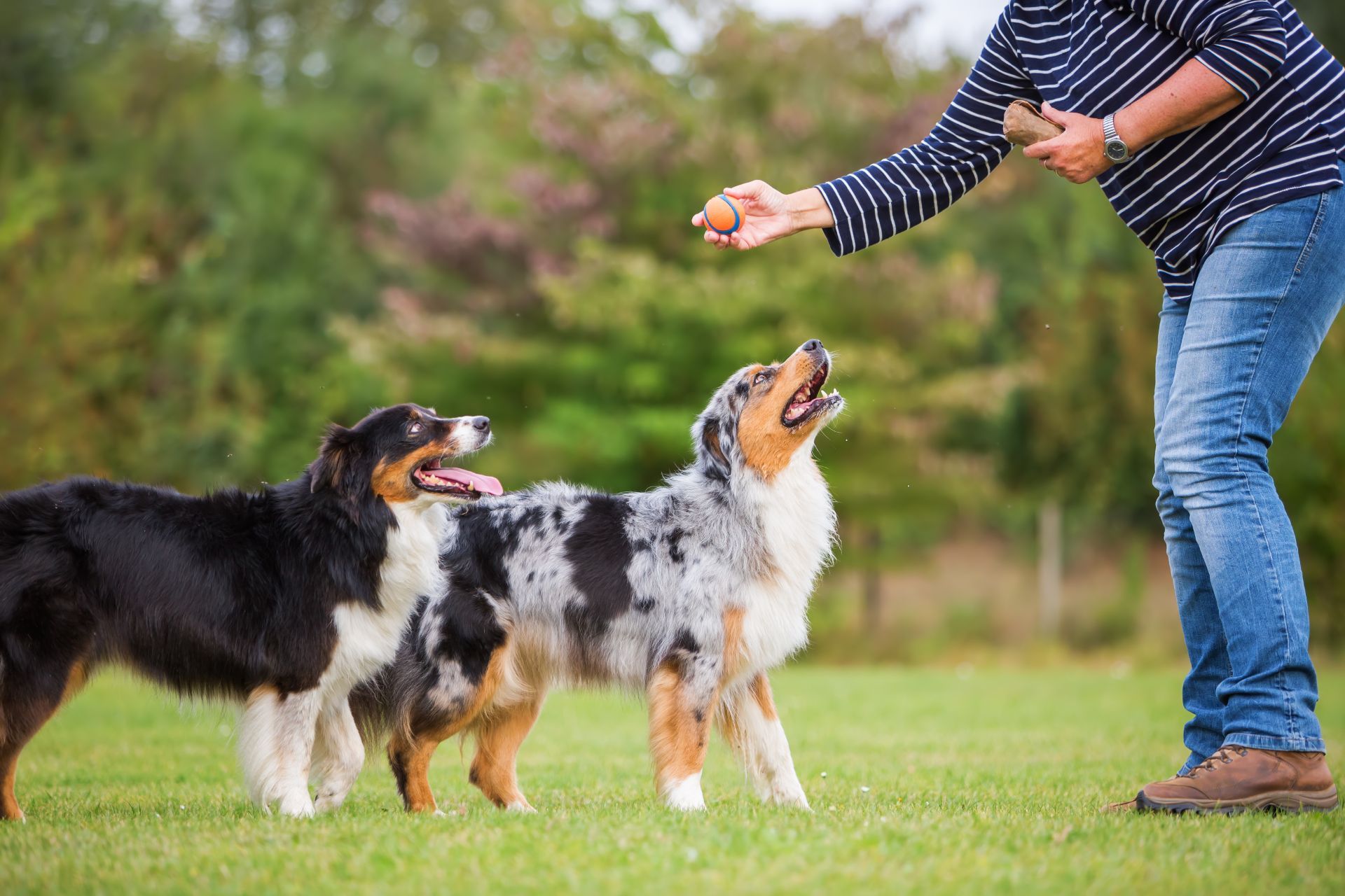 dog training