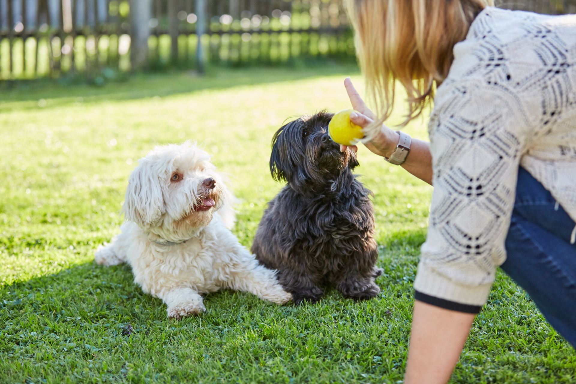 training two dogs