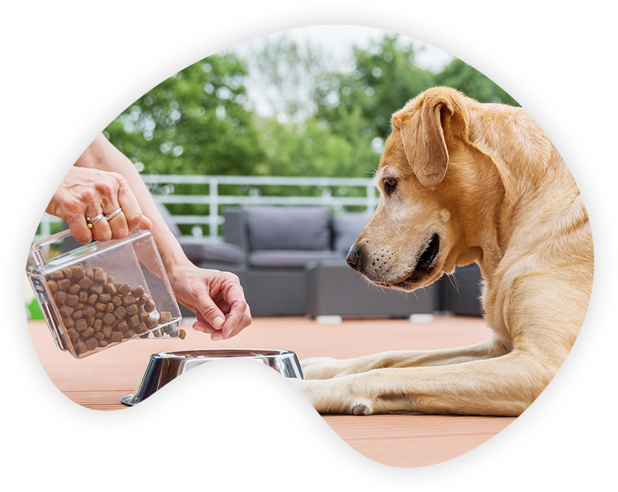 feeding a dog