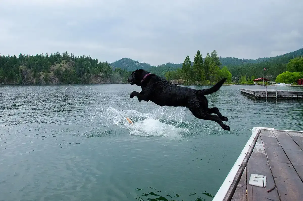 Black dog leaping into a lake from a dock, splashing water under a cloudy sky.