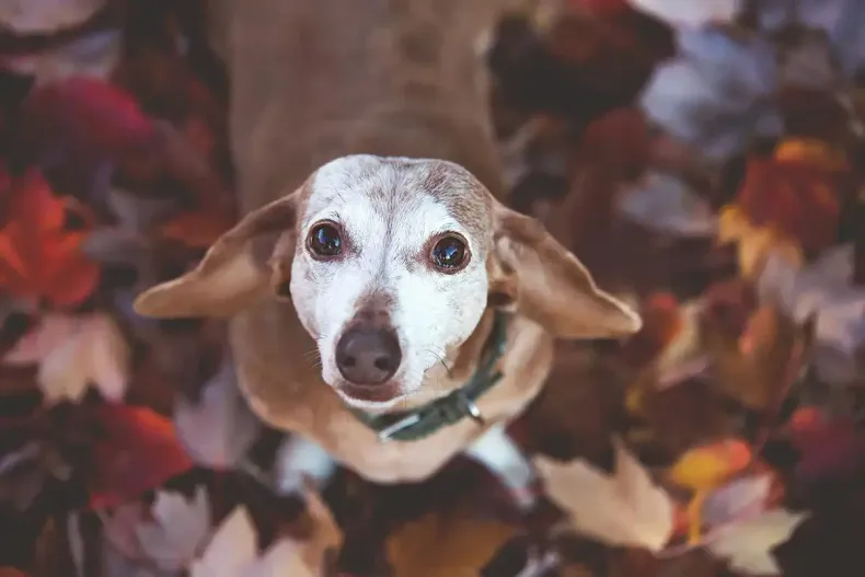 Small tan dog looking up among colorful autumn leaves