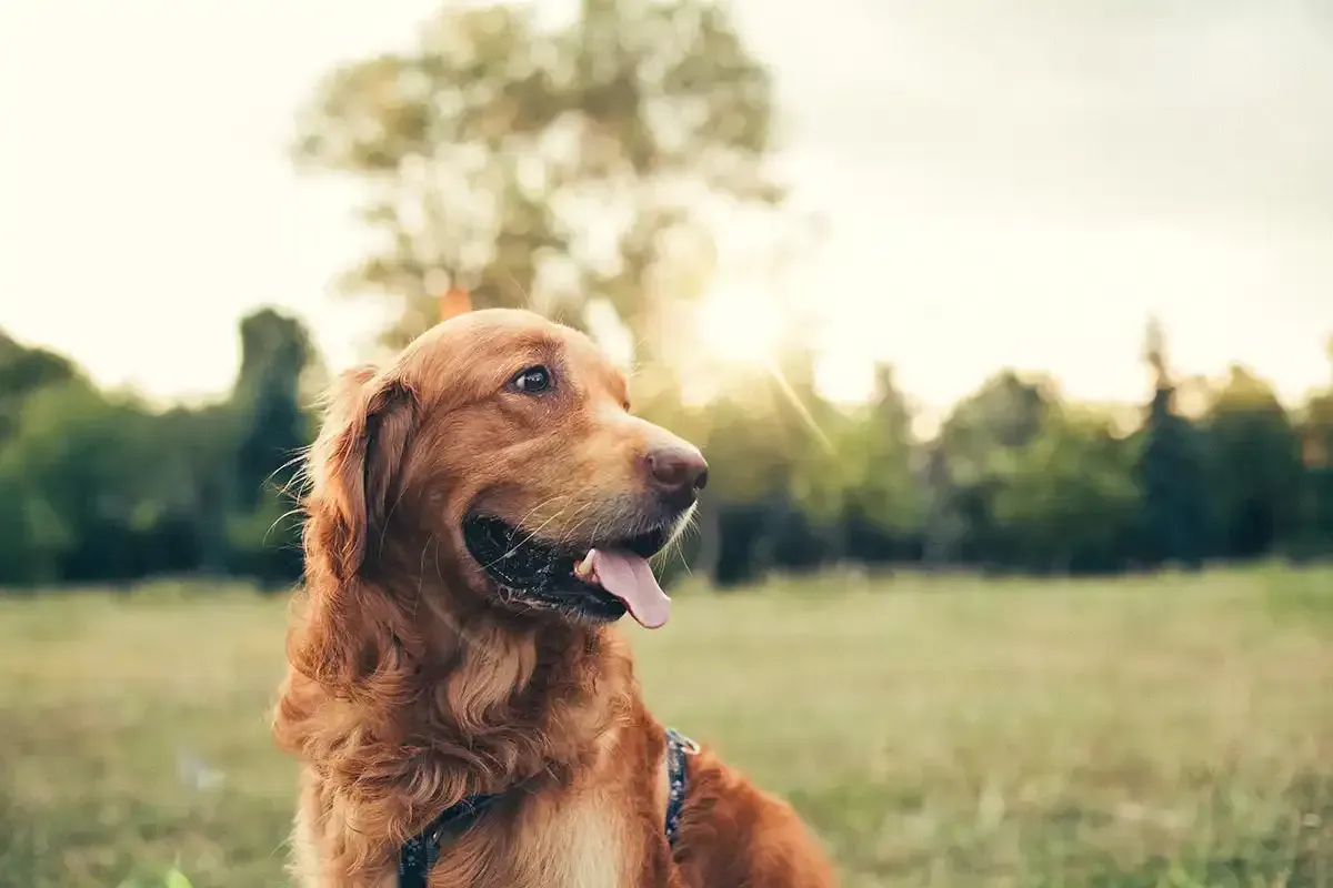 Golden-brown dog sitting in a grassy field, looking left with tongue out, trees blurred behind.