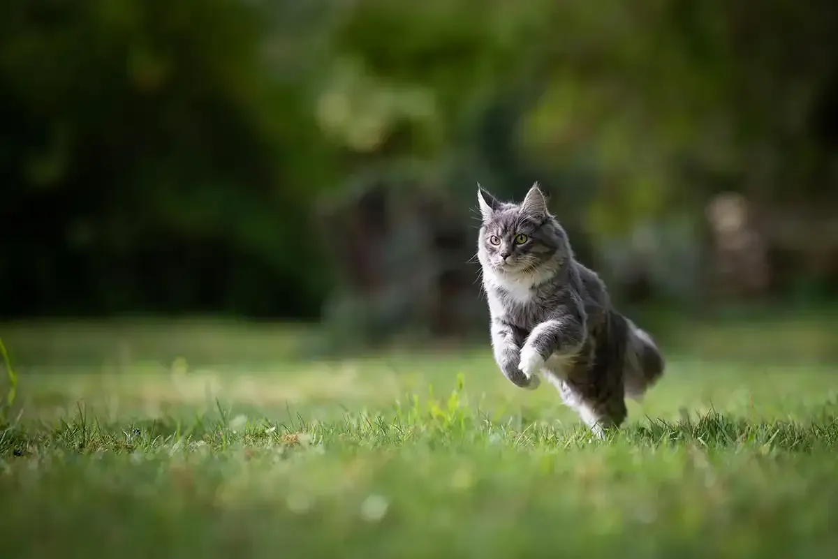 Gray cat running through grass in a blurred green field