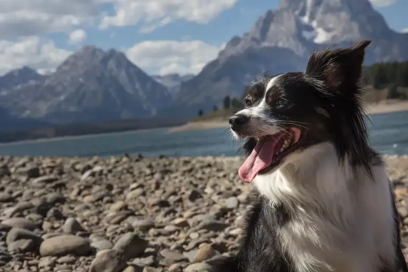 Black-and-white dog panting by a rocky lakeshore with mountains in the background