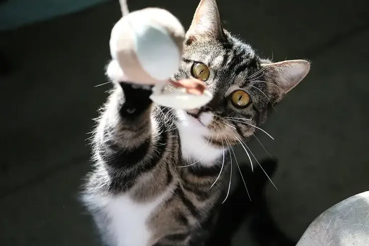 Tabby cat reaching up with a paw toward a white ball against a dark background
