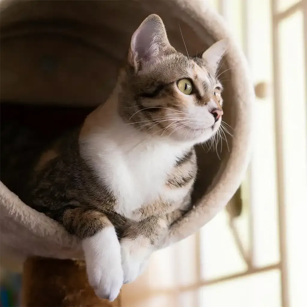 Tabby cat lounging in a beige hammock, looking out a window