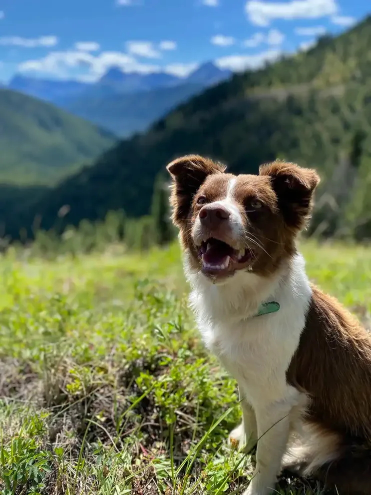 Brown-and-white dog sitting in a sunny mountain meadow with a blurred valley and blue sky behind it
