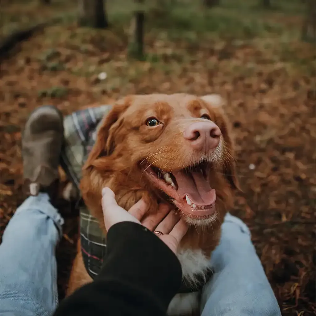 Brown dog smiling as someone in jeans and a dark sweater pets it outdoors on a leafy trail