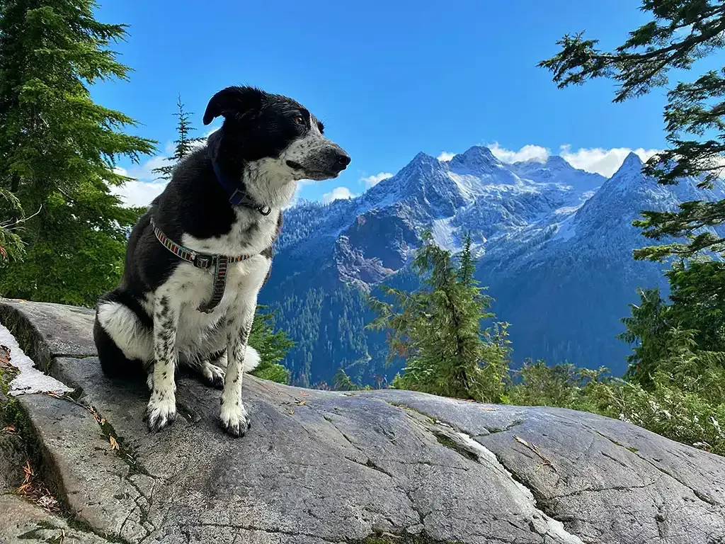 Black-and-white dog sitting on a rock with snowy mountains and pine trees in the background